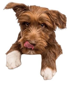 PawWalk štene